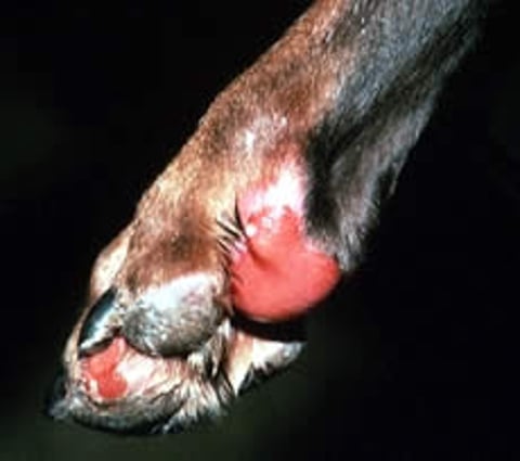 Bullous pemphigoid, dog