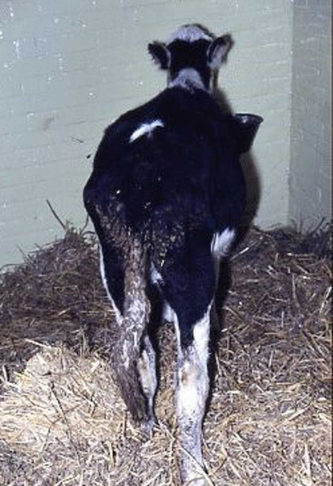 Coccidiosis, calf