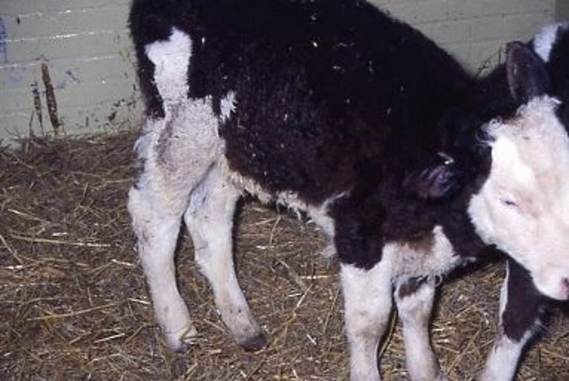 Coccidiosis and bovine viral diarrhea, calf