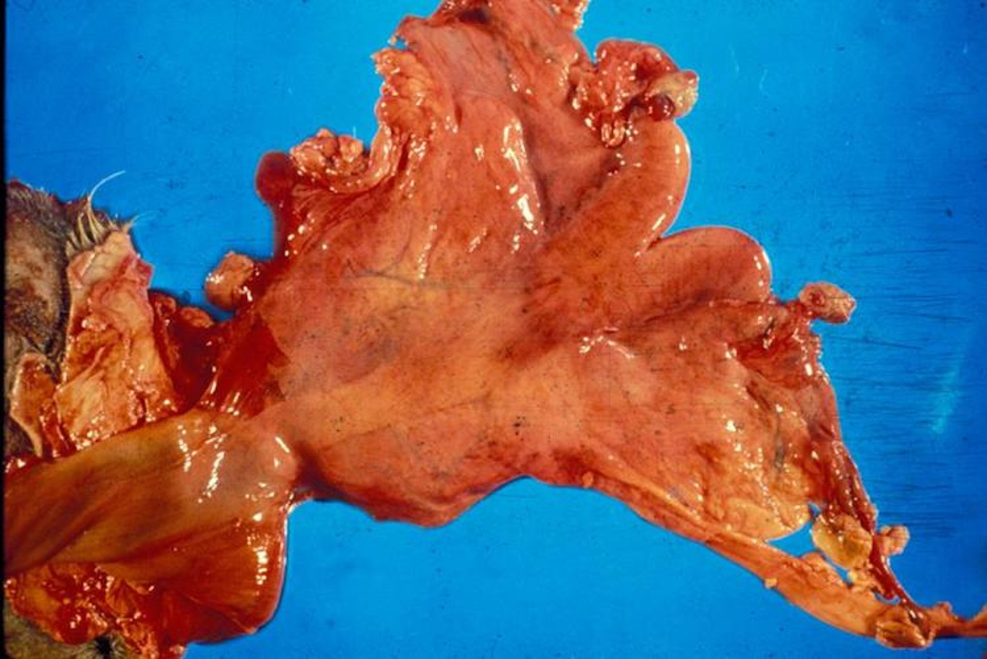 Female genital tract, camelid