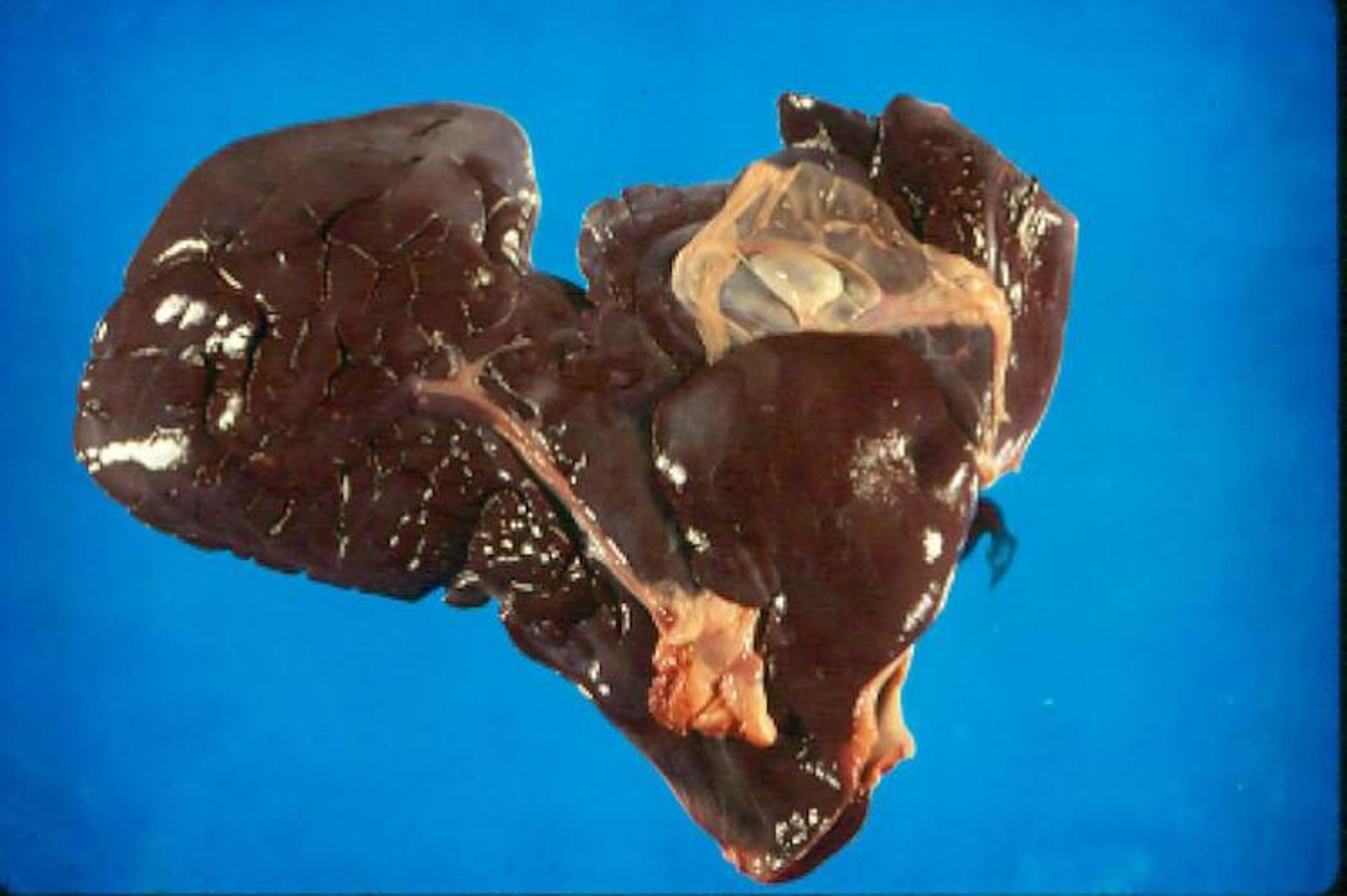 Liver, camelid