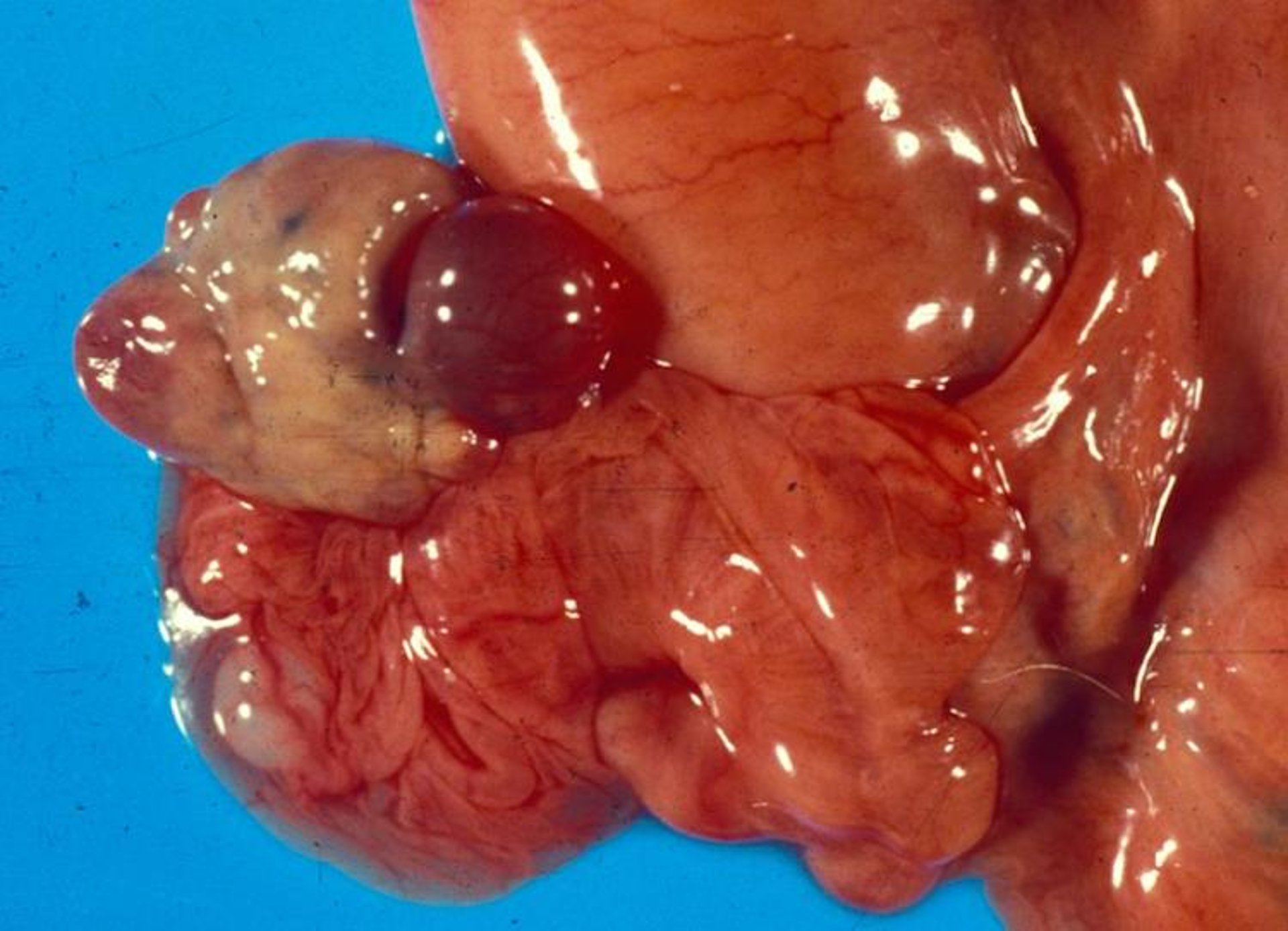 Ovary, camelid