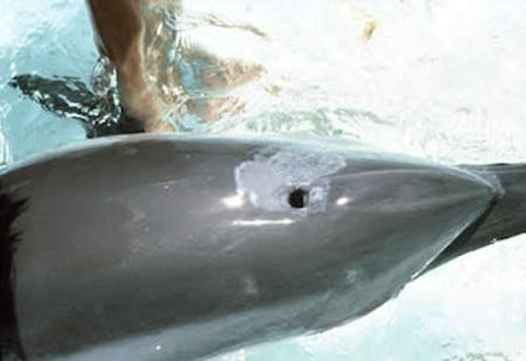 Candidiasis, dolphin