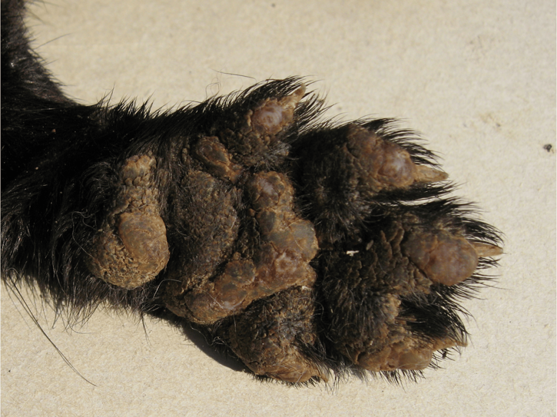 Espessamento das patas em vírus da cinomose canina, vison