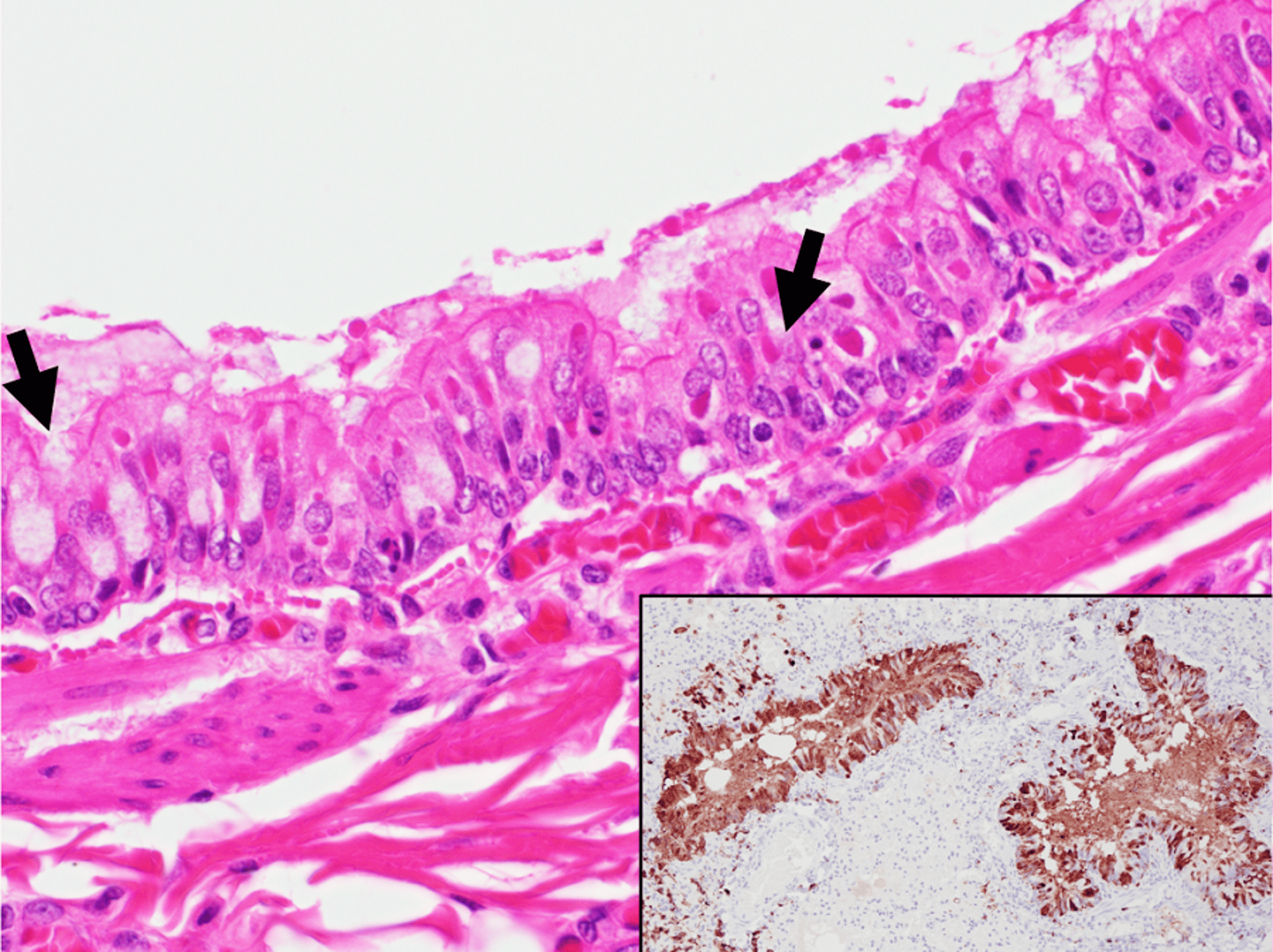 Canine distemper virus, mink