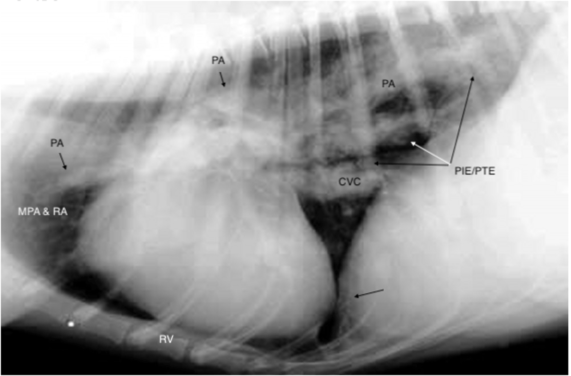 Dirofilariosis canina, lesiones radiográficas graves (proyección lateral)