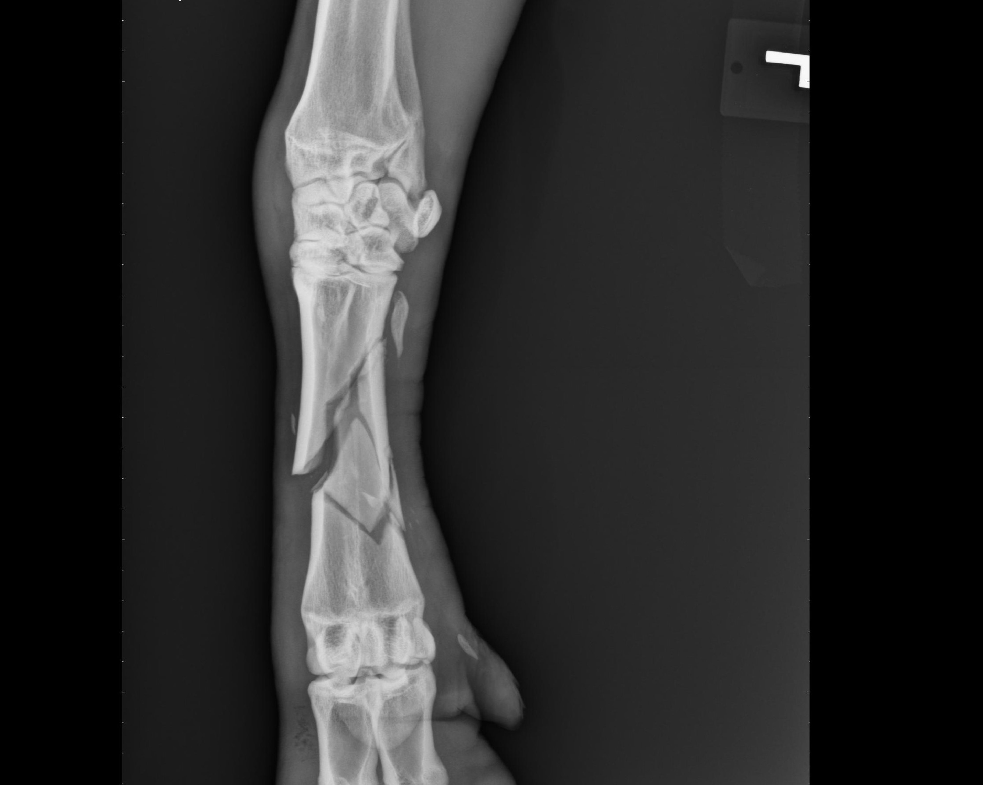 Metacarpal bone fracture, goat