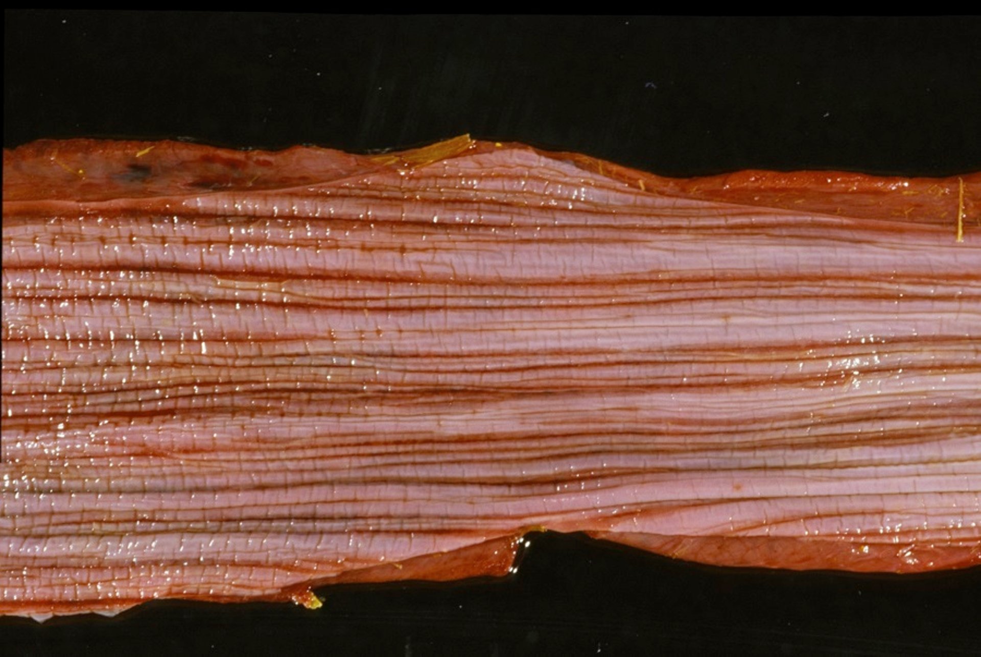 Esophageal ulceration, cantharadin toxicosis
