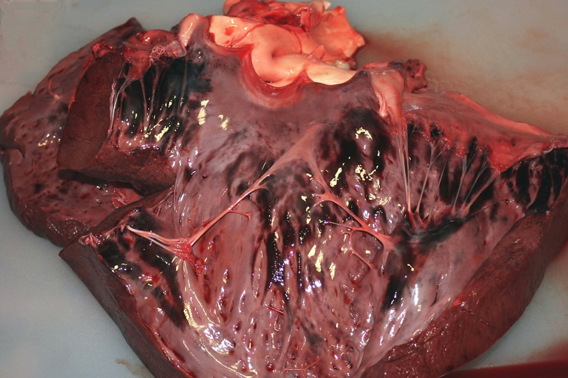 Cardiac hemorrhage, cantharidin toxicosis