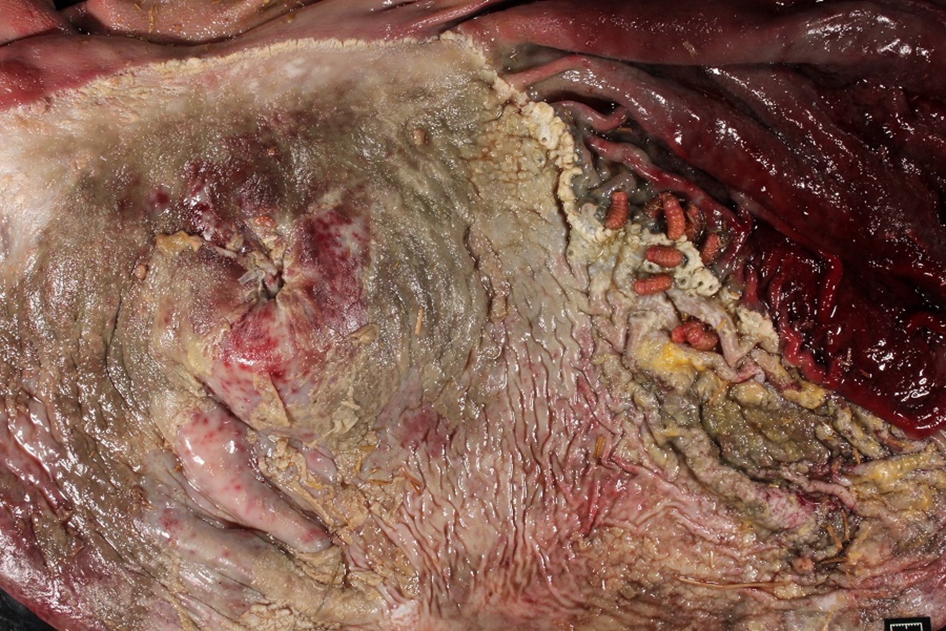 Hemorrhagic gastritis, cantharidin toxicosis