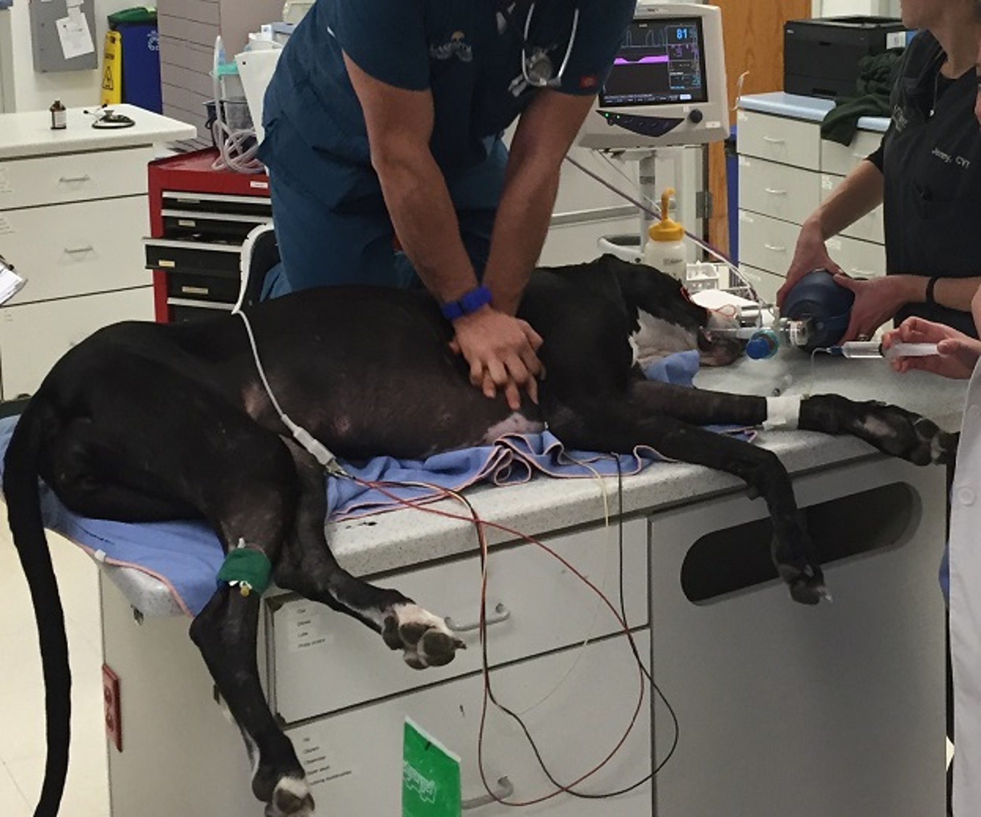 CPR on a dog