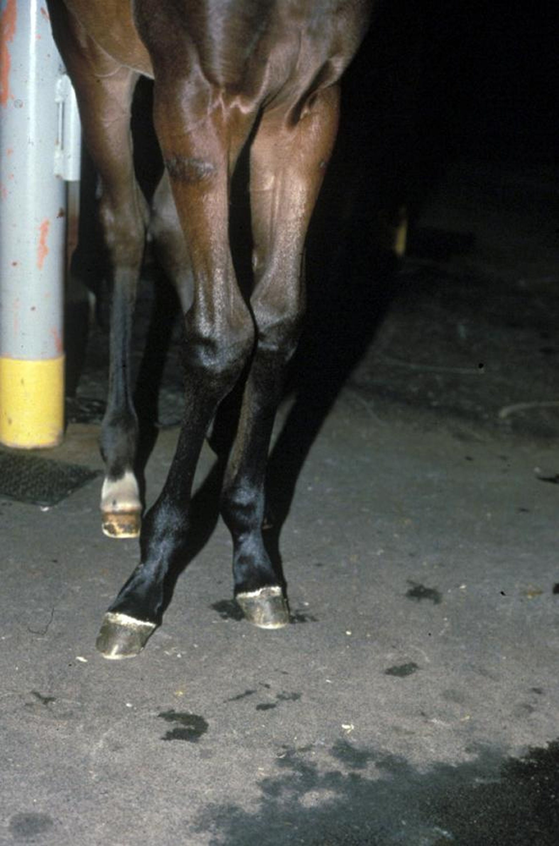 Angular limb deformity, foal