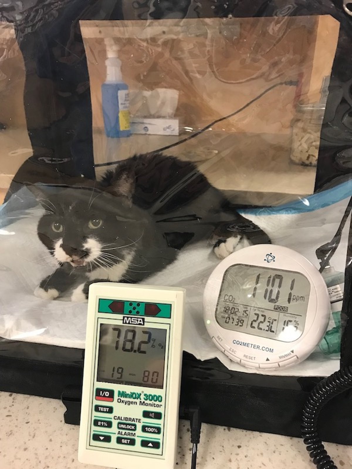 Open-mouth breathing in an oxygen cage, cat