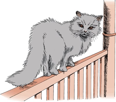Equilibrio del gato
