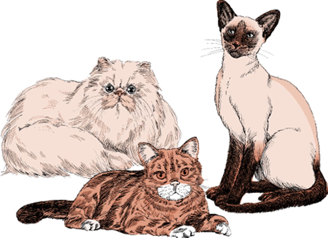 Cat breeds