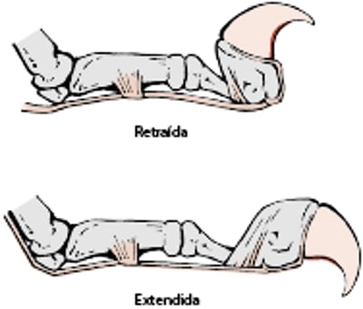 Uñas de gato