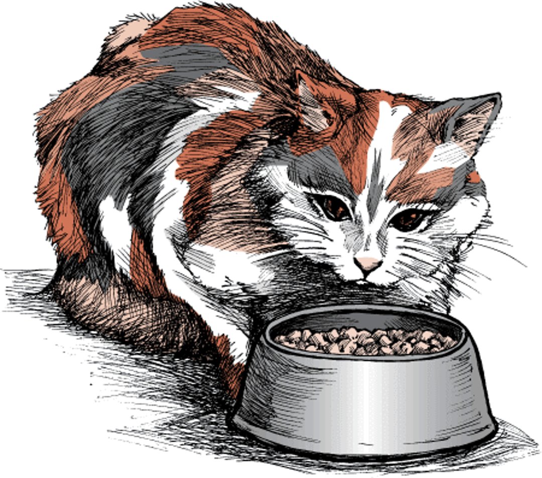 Dry food, cat