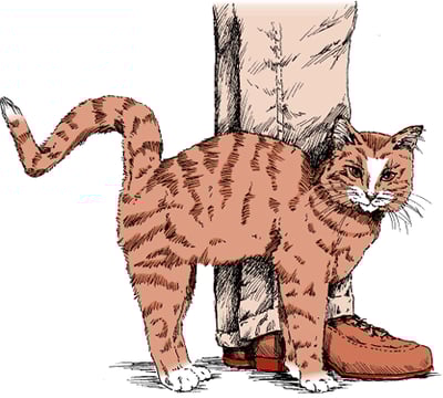 Gatos mostrando afecto