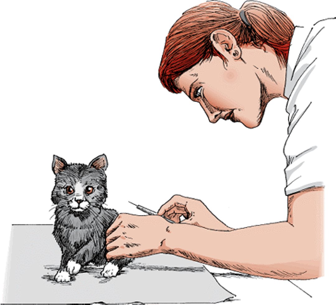 Kitten vaccination