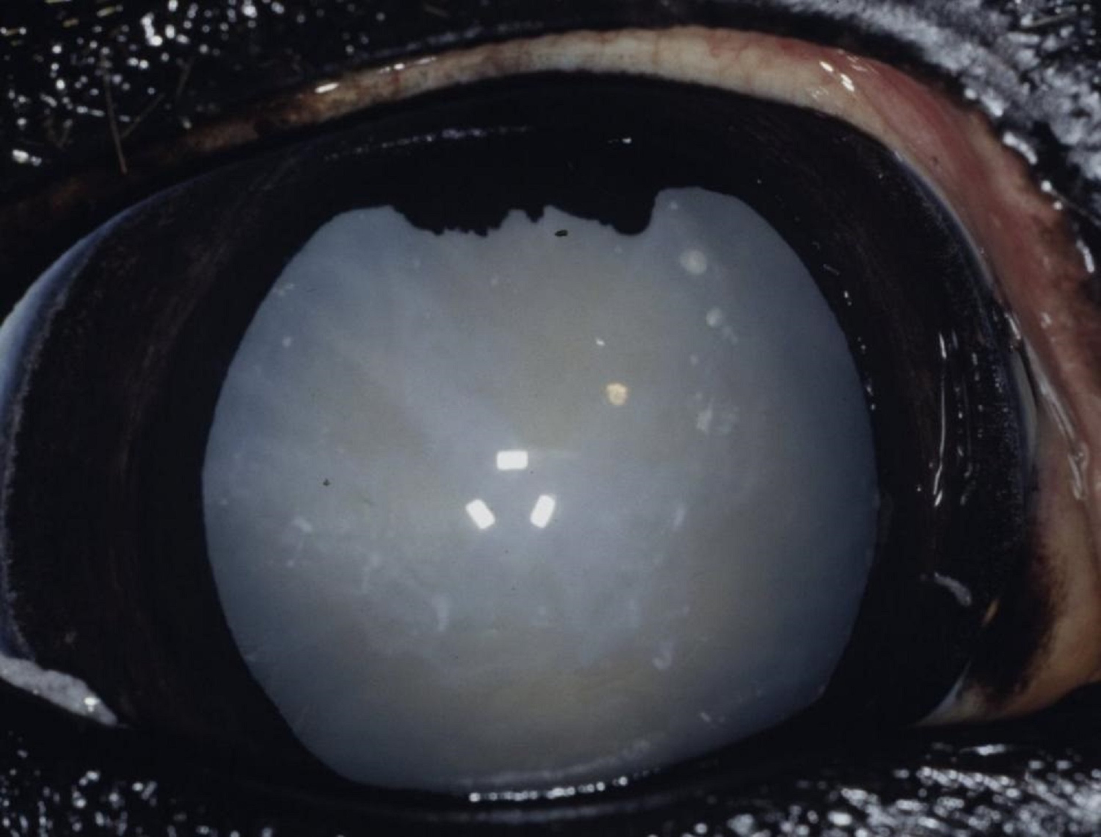 Cataract, foal