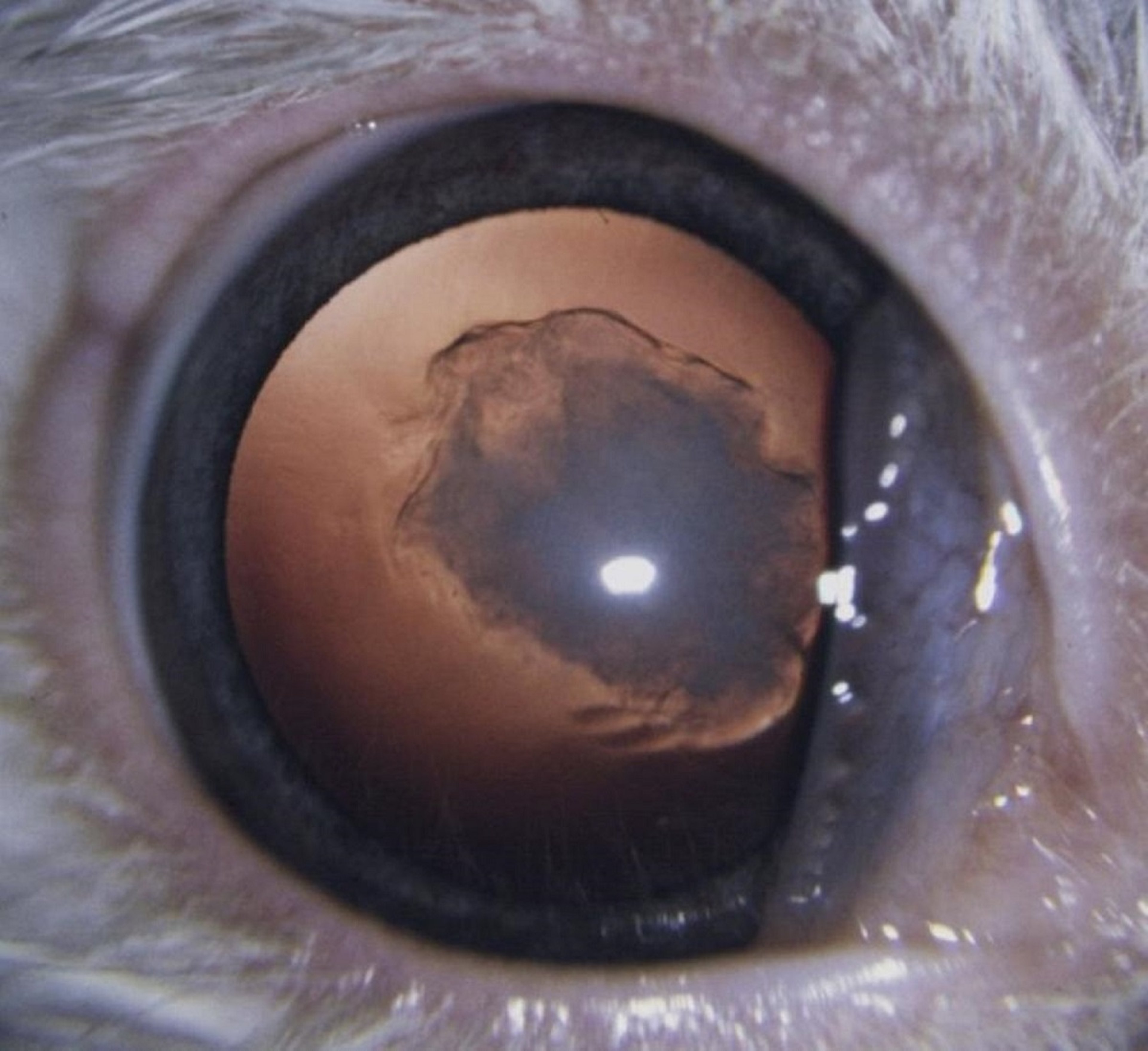 Cataract formation, rabbit