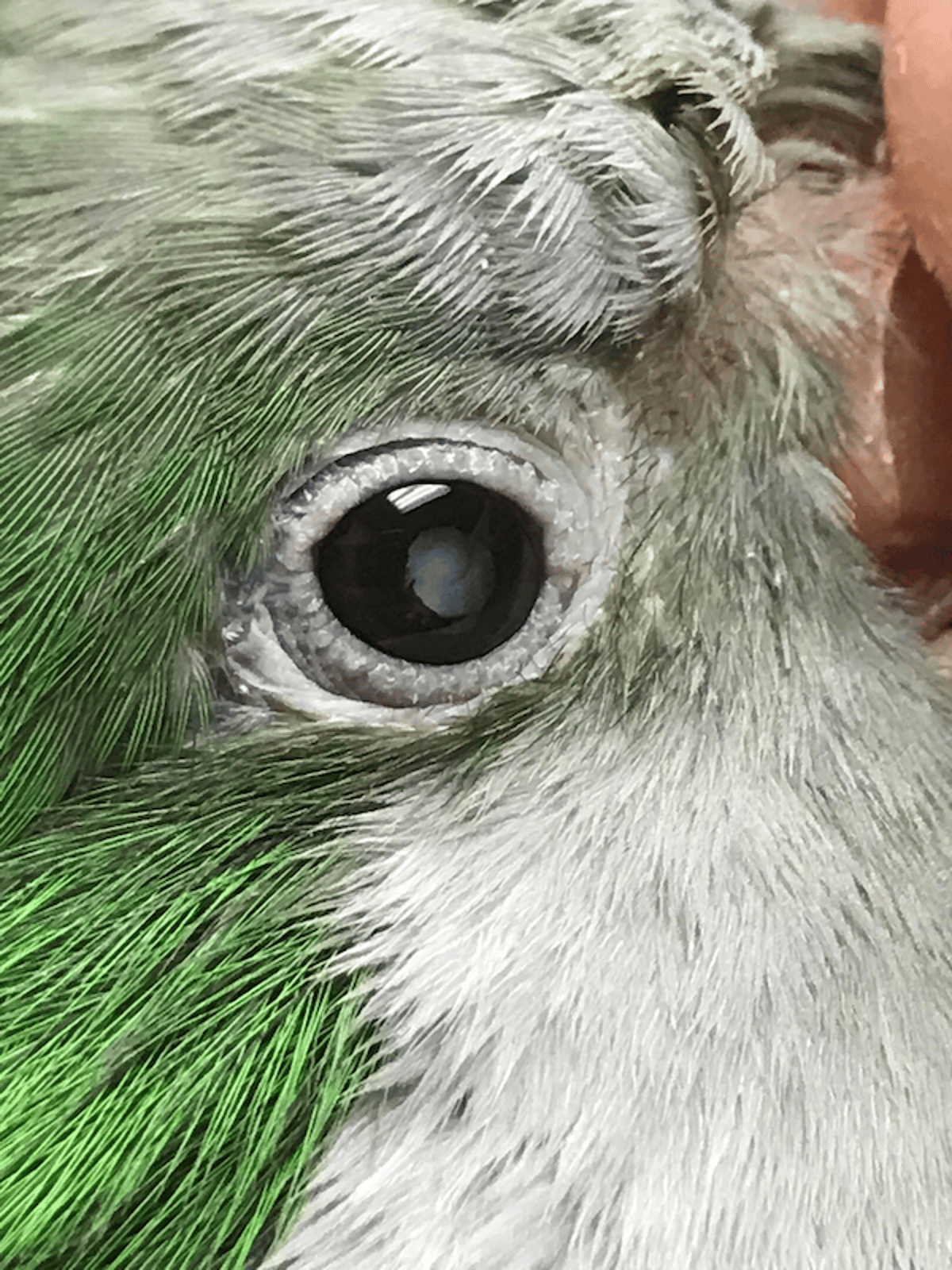 Cataract, Quaker parrot
