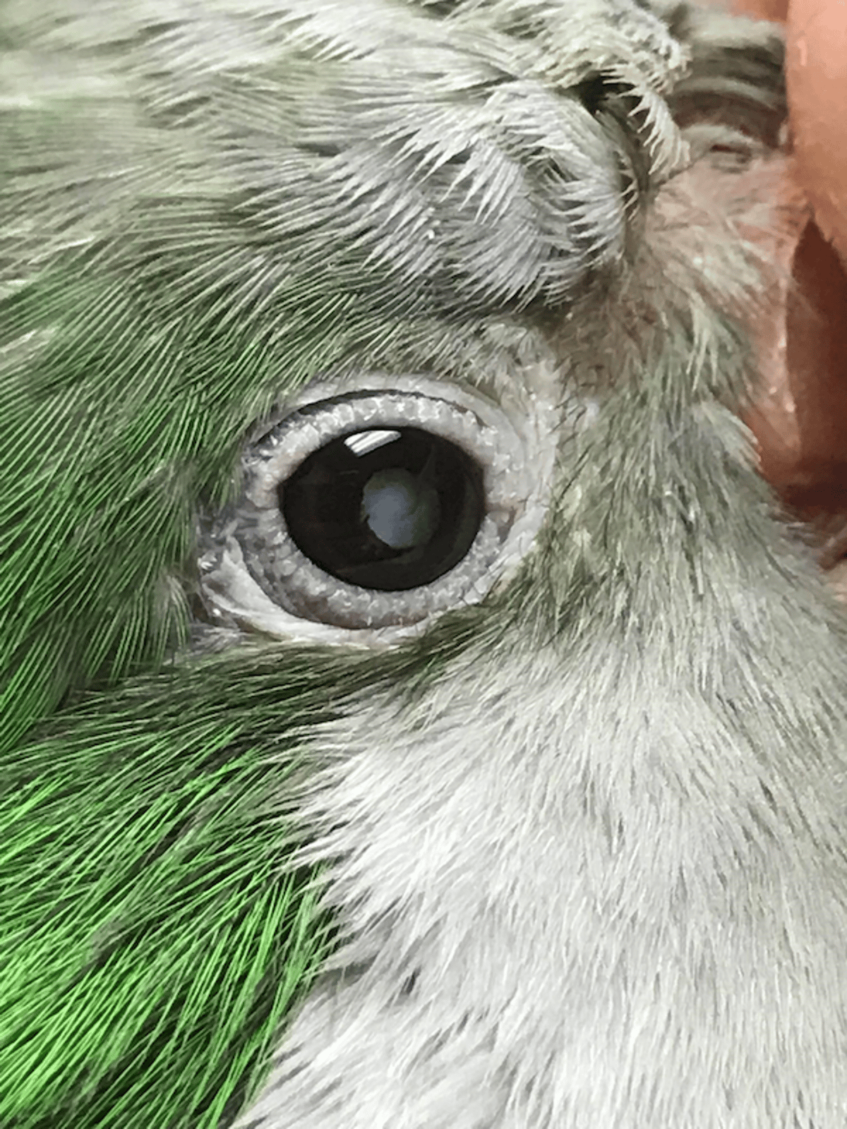 Cataract, Quaker parrot