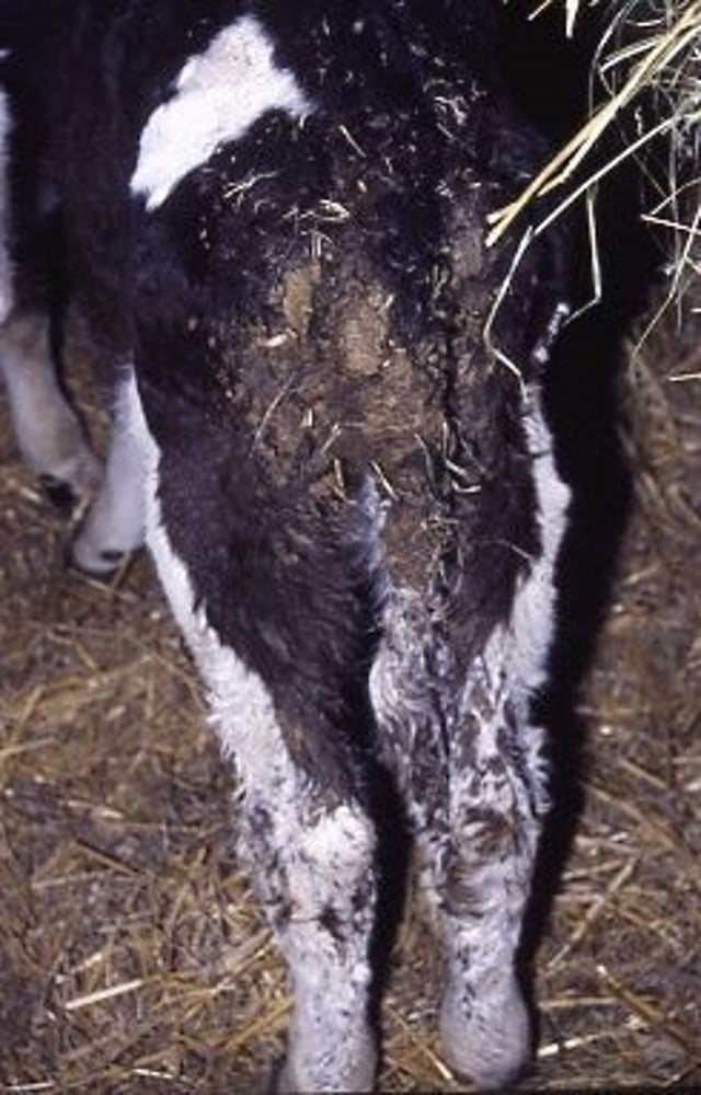 Chronic coccidiosis, cow