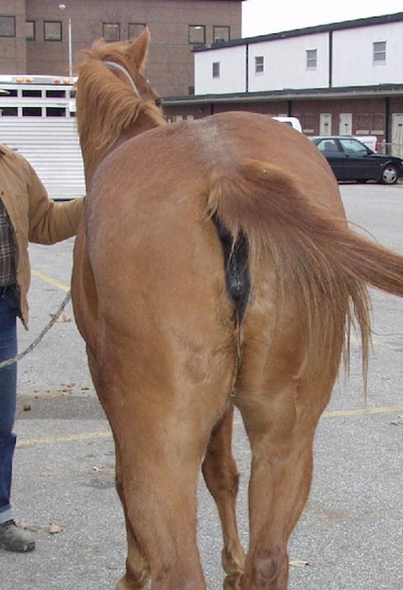 Caudal thigh muscle rupture, horse