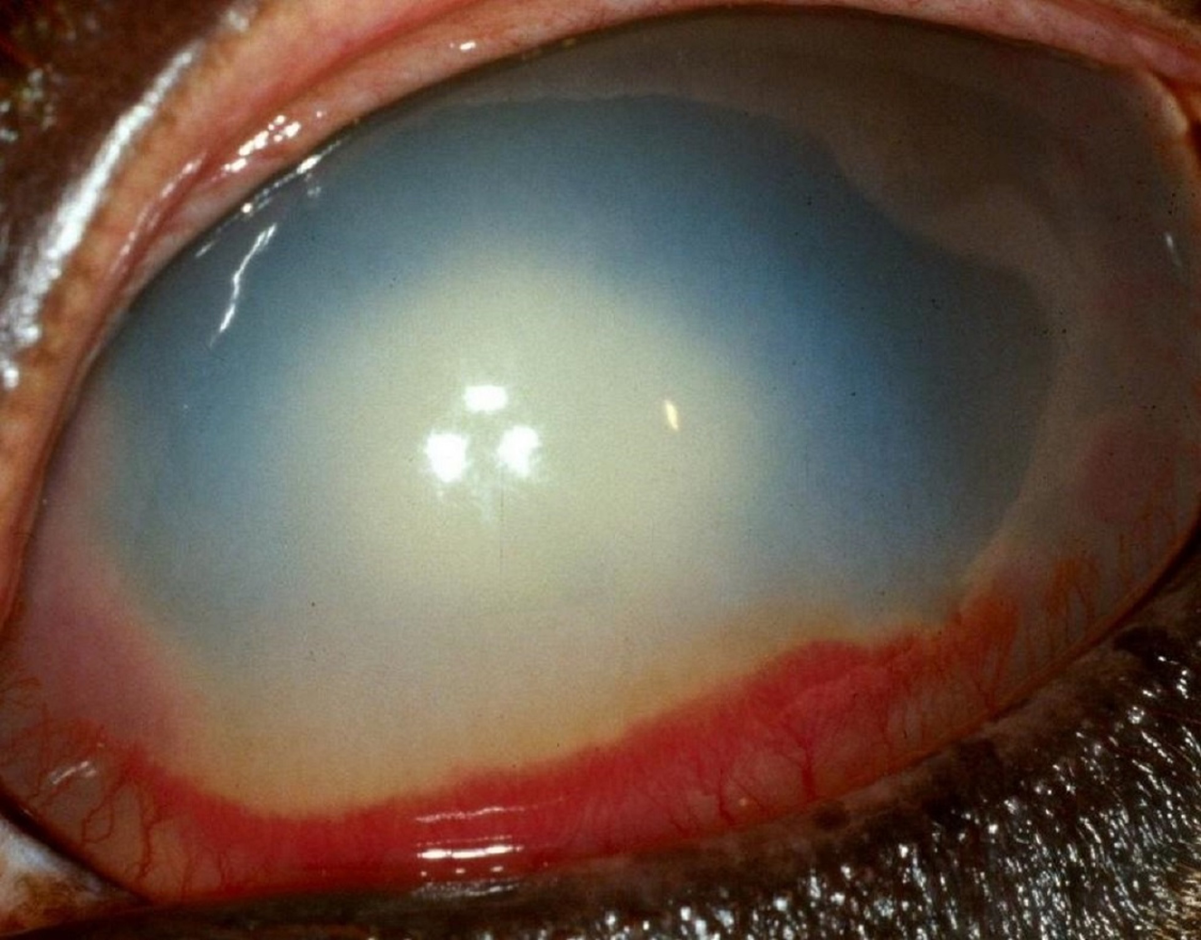 Central deep stromal abscess and anterior uveitis, horse