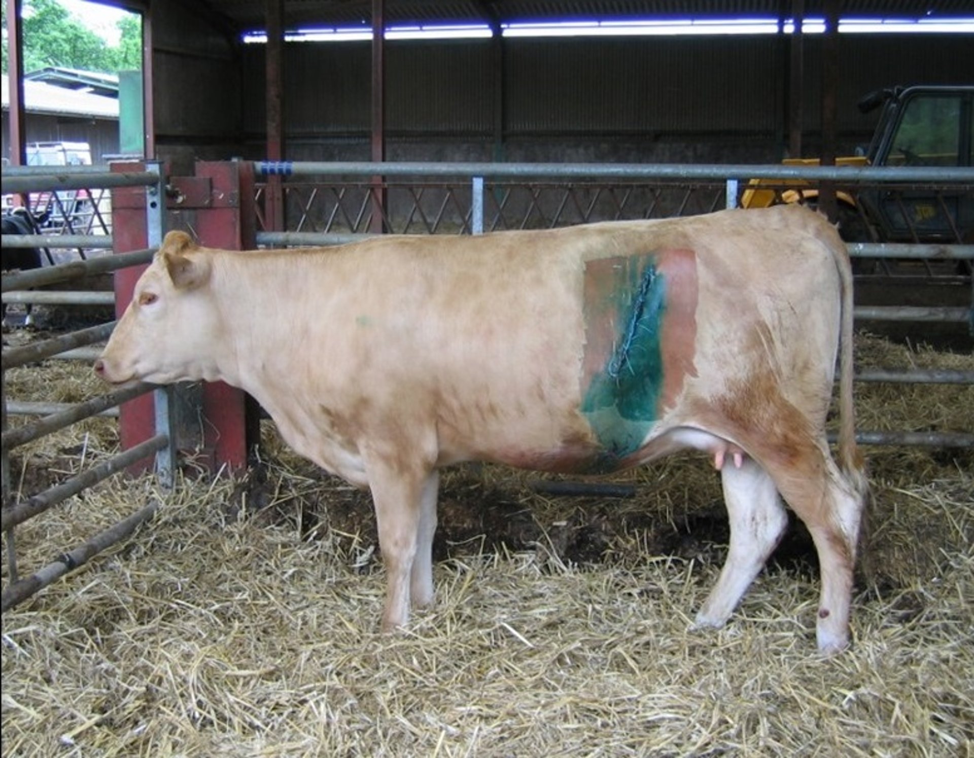 Cesarean section incision, cow