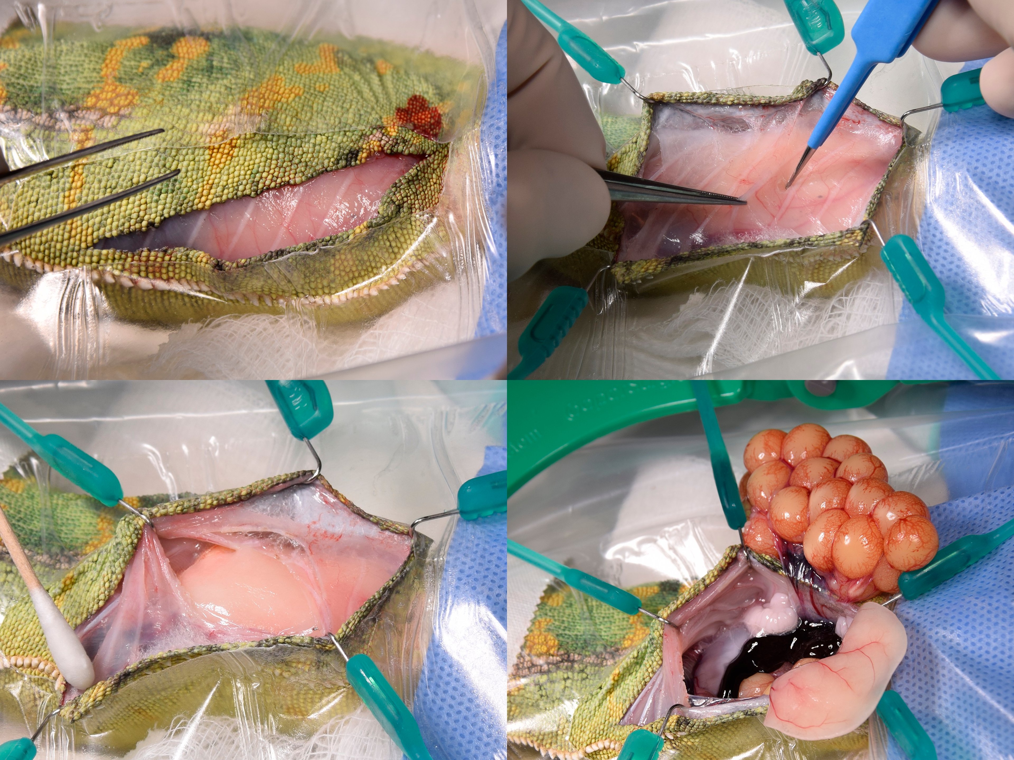 Ovariectomy, chameleon