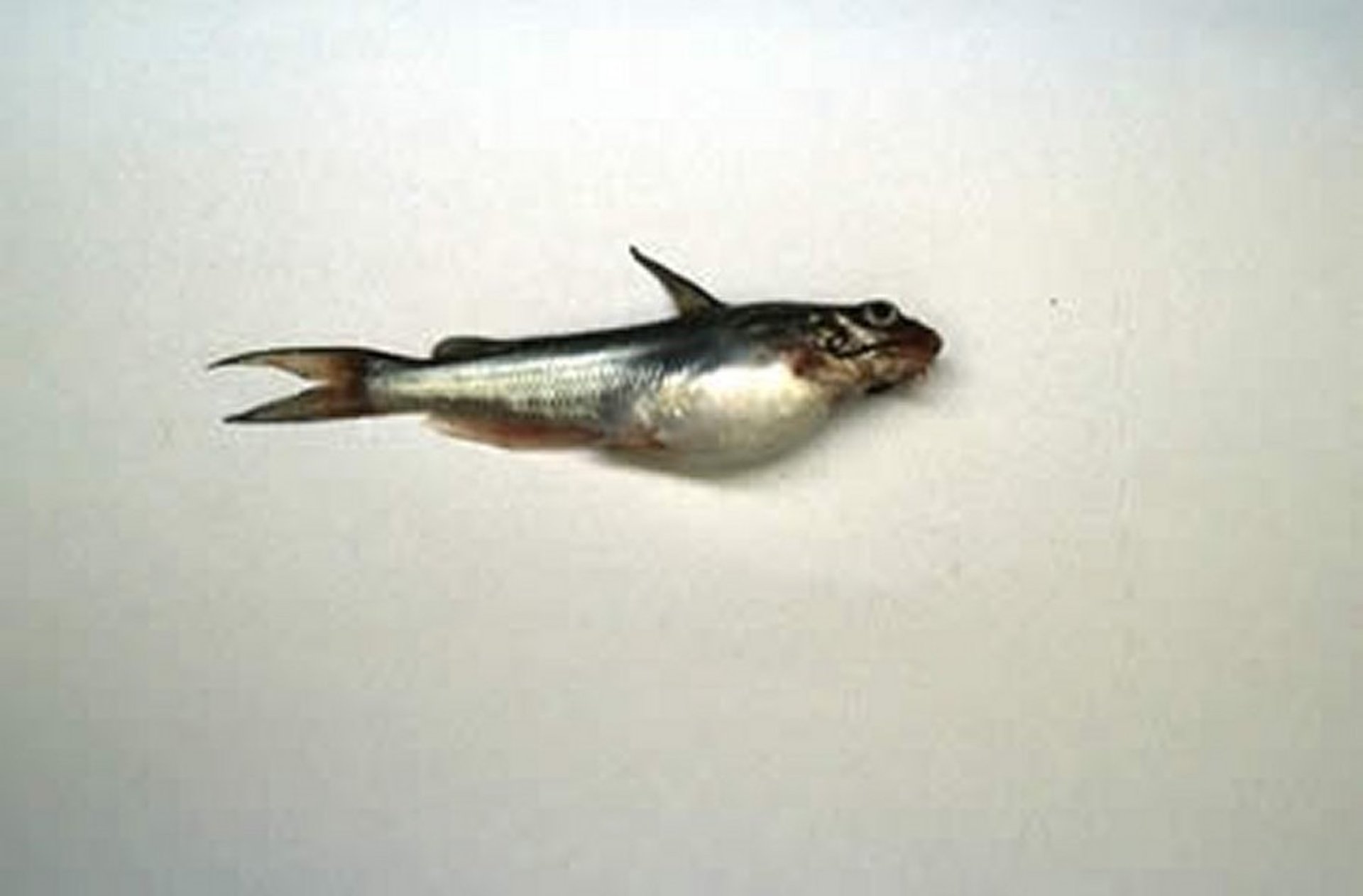 Channel catfish virus disease