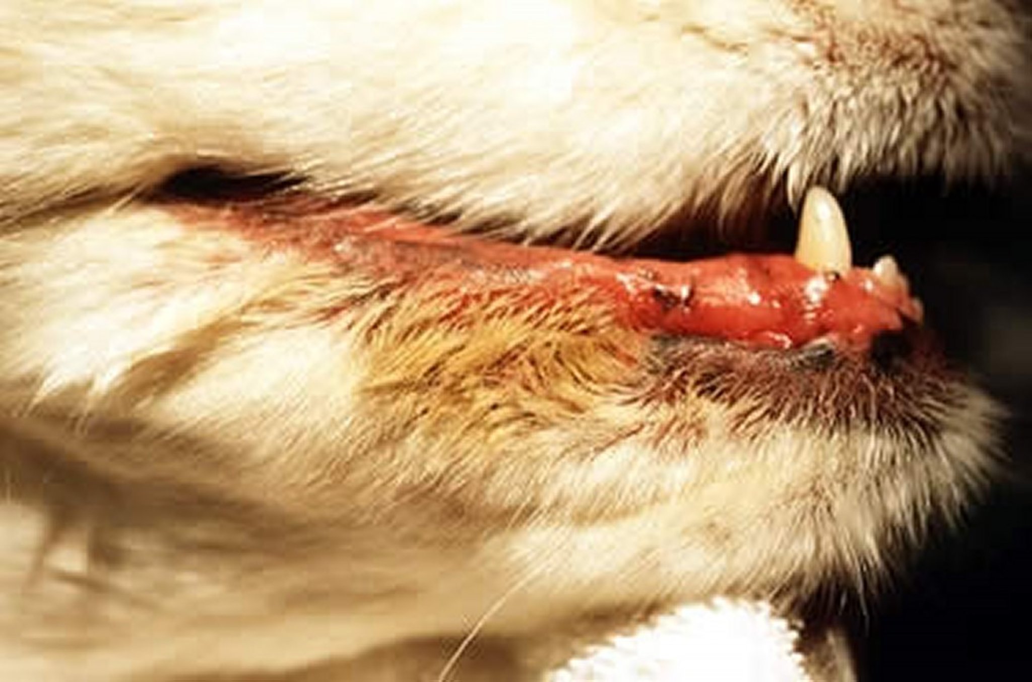 Cheilitis and lip fold dermatitis, dog