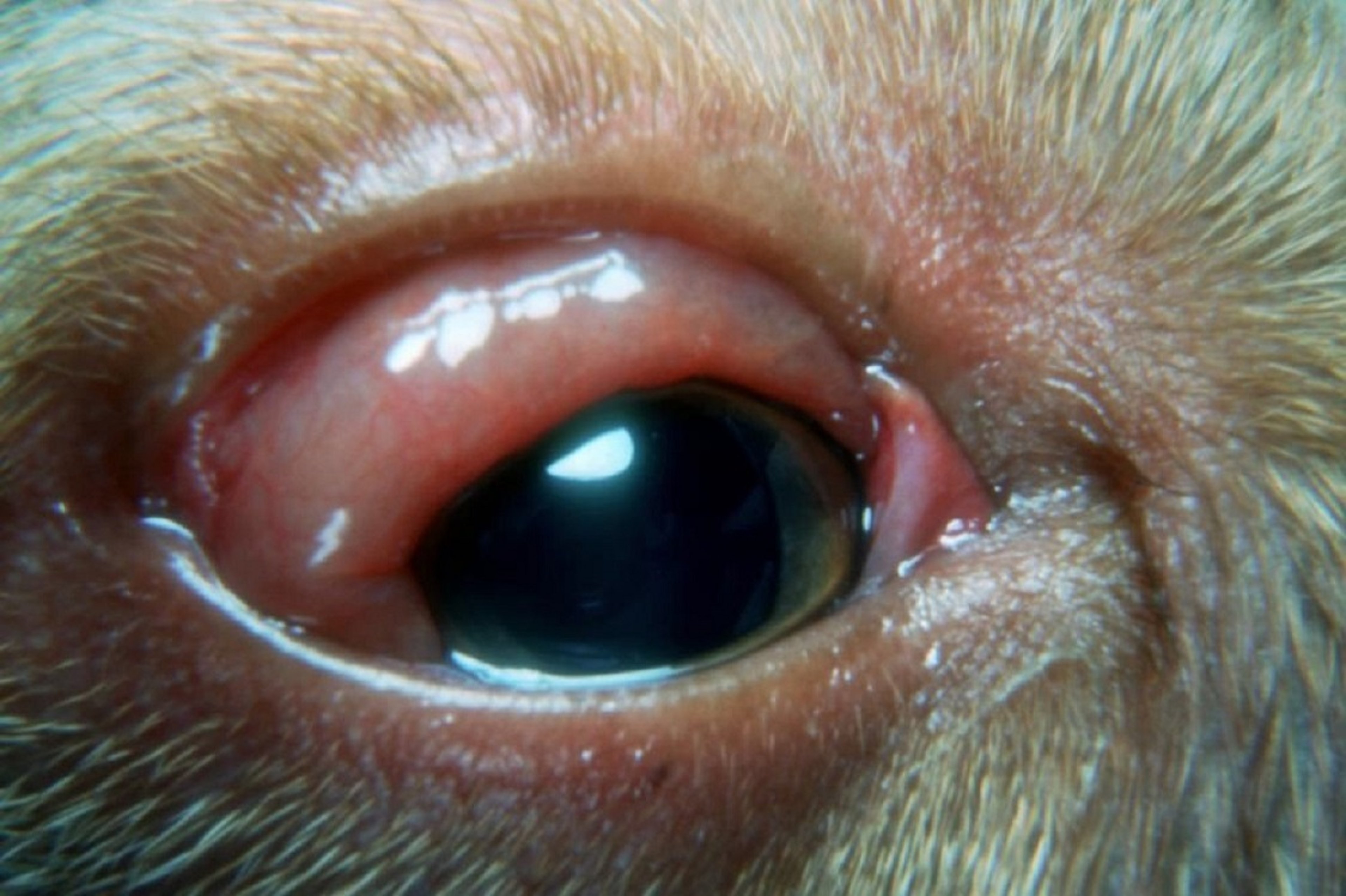 Chemosis, puppy