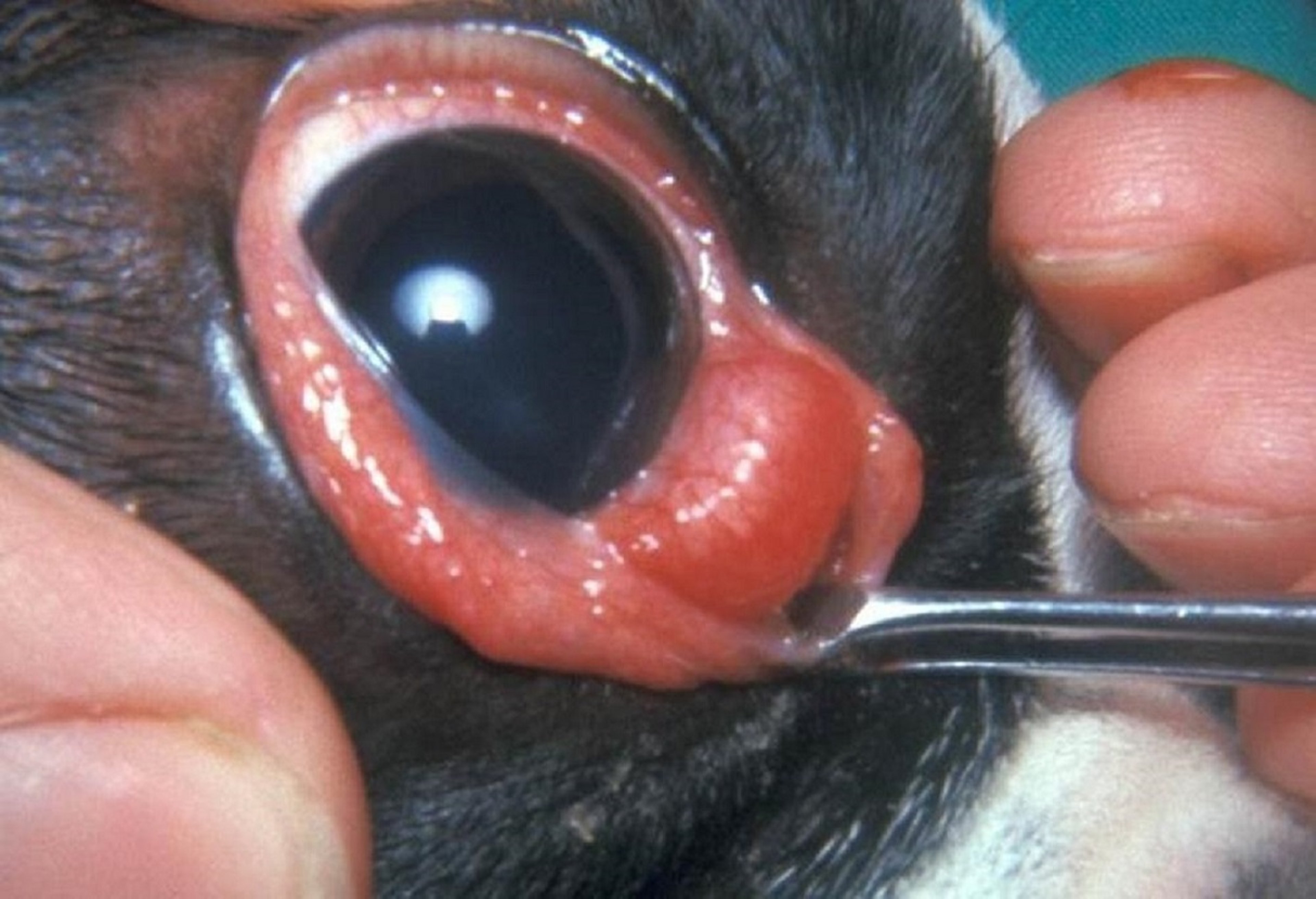 Cherry eye, exposure using thumb forceps, Boston Terrier