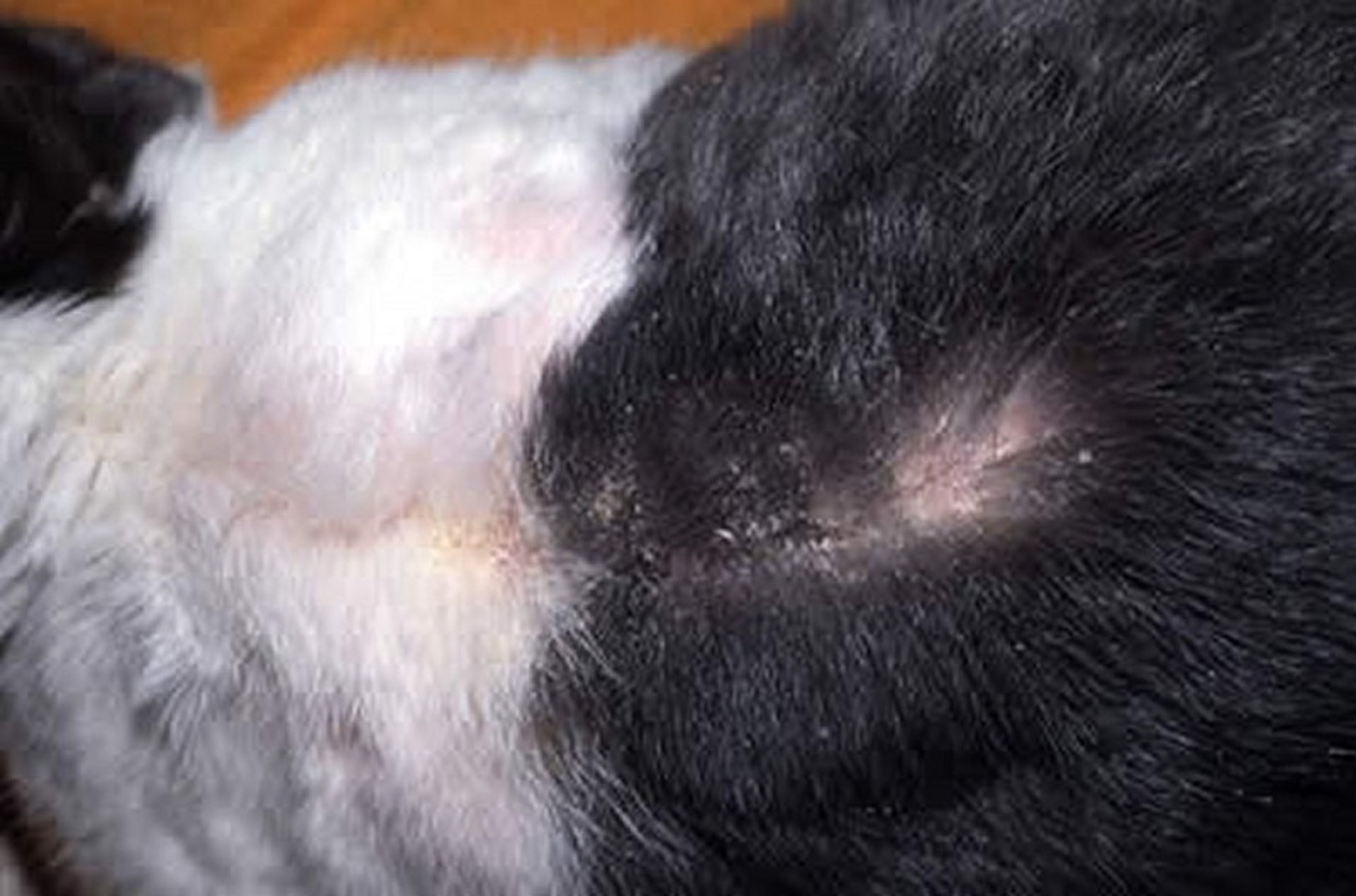 Cheyletiellosis (walking dandruff), domestic rabbit
