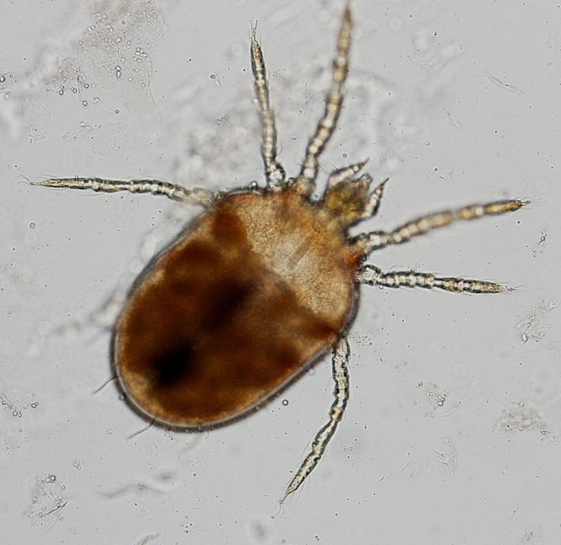 Chigger mite