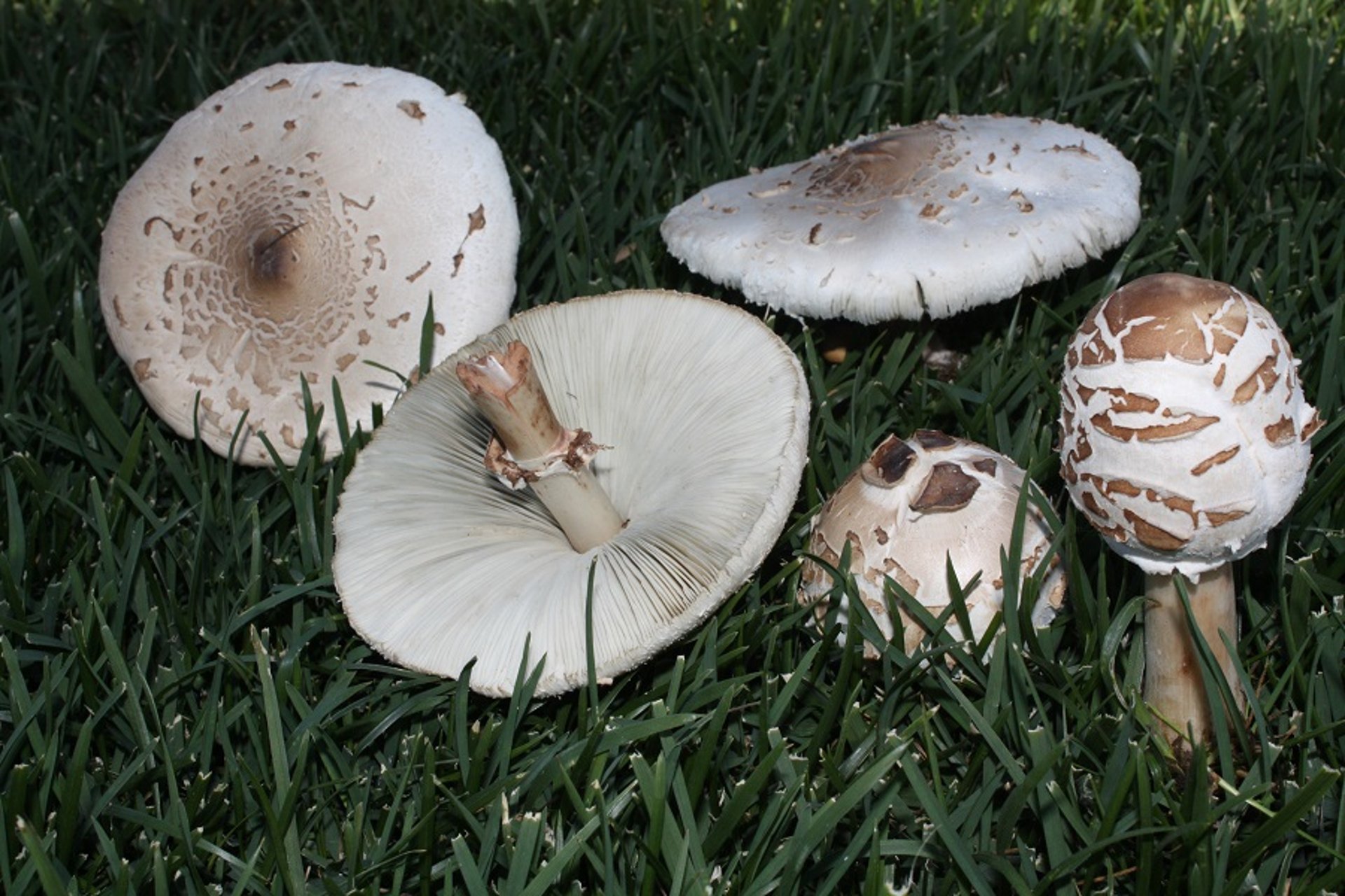 <i >Chlorophyllum molybdites</i>
