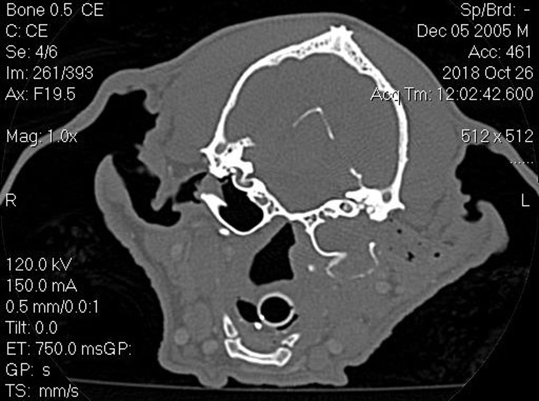 Cholesteatoma, computed tomography, dog