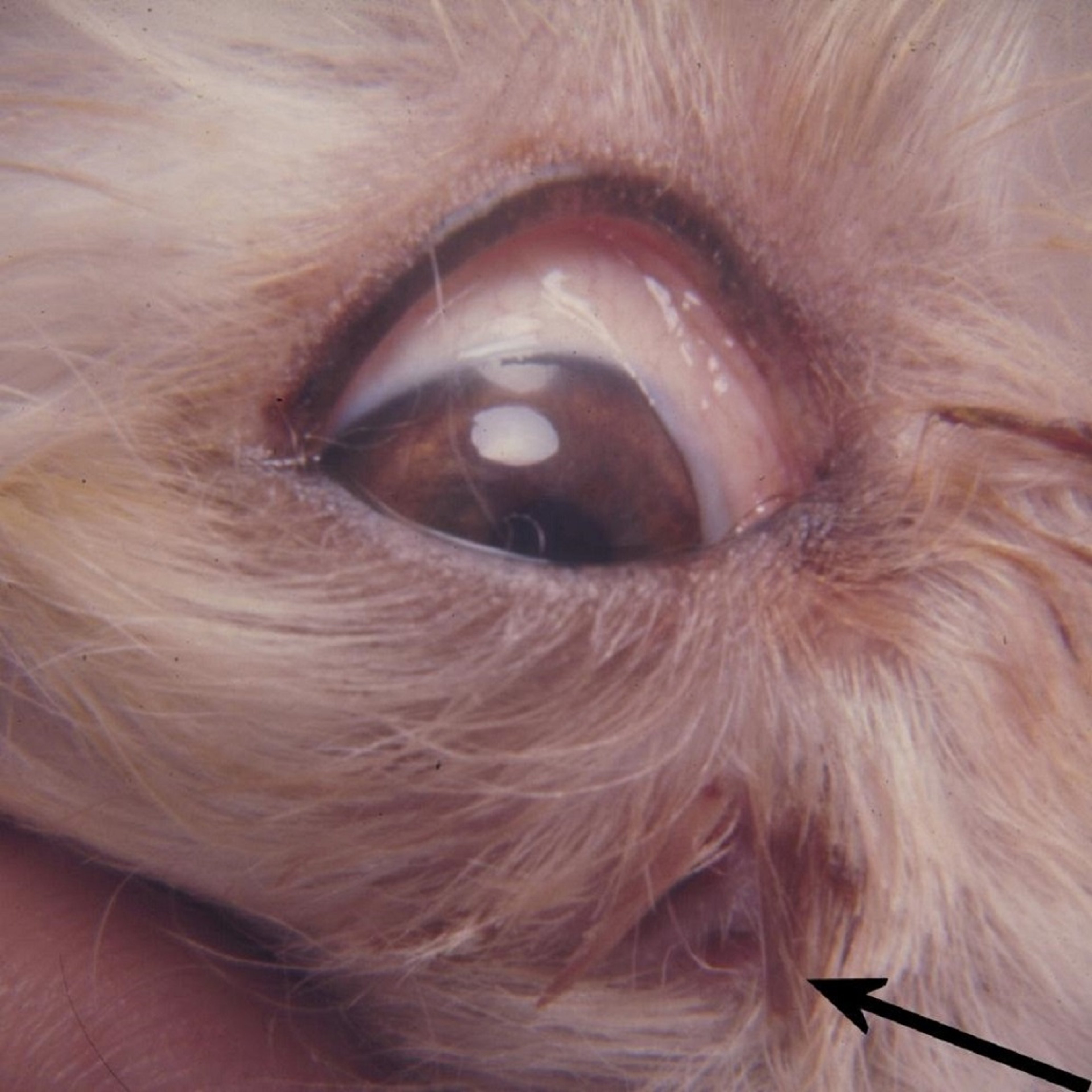 Chronic dacryocystitis with fistula, Shetland Sheepdog