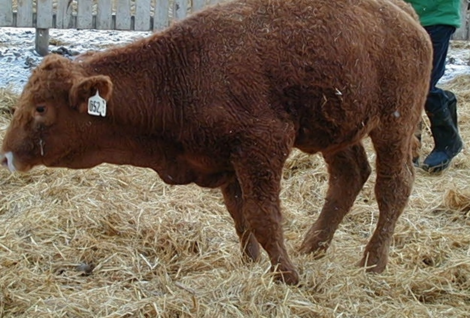 <i >Mycoplasma bovis</i>, chronic pneumonia and arthritis, calf