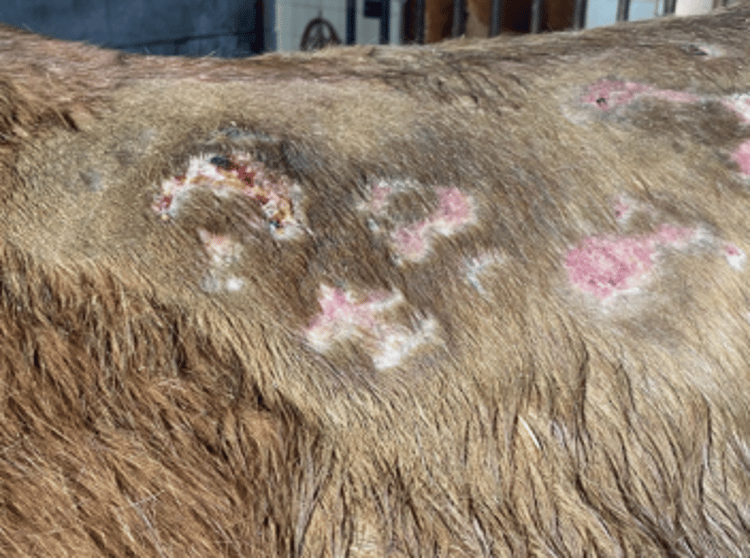 Chronic saddle sores, horse