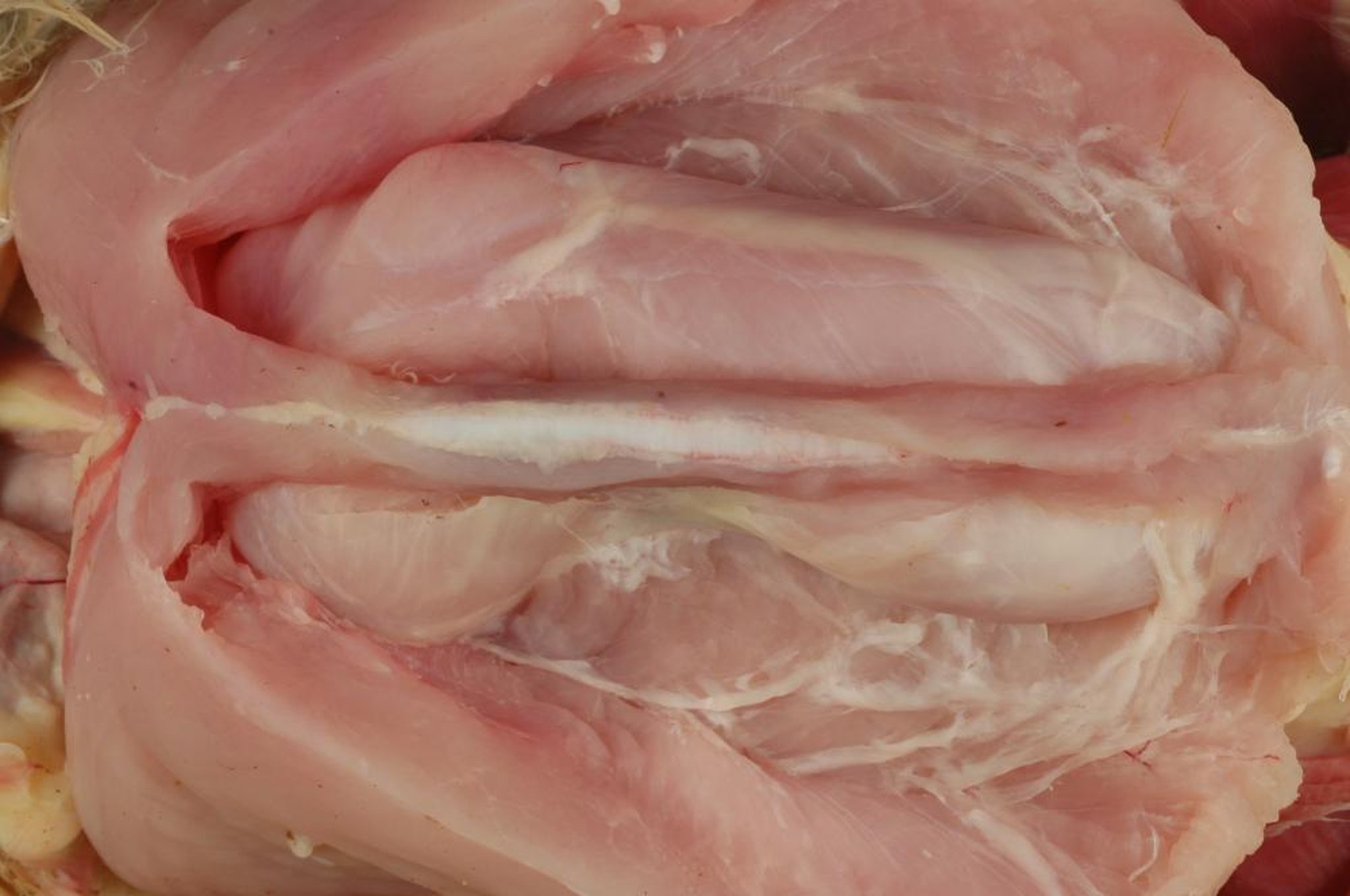 Chronic deep pectoral myopathy, poultry