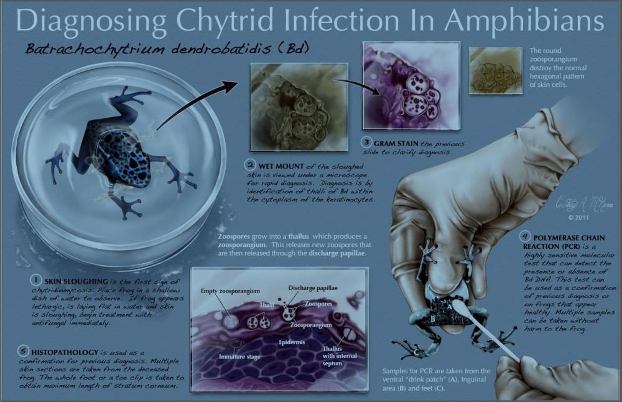 Diagnosing chytridiomycosis, amphibians