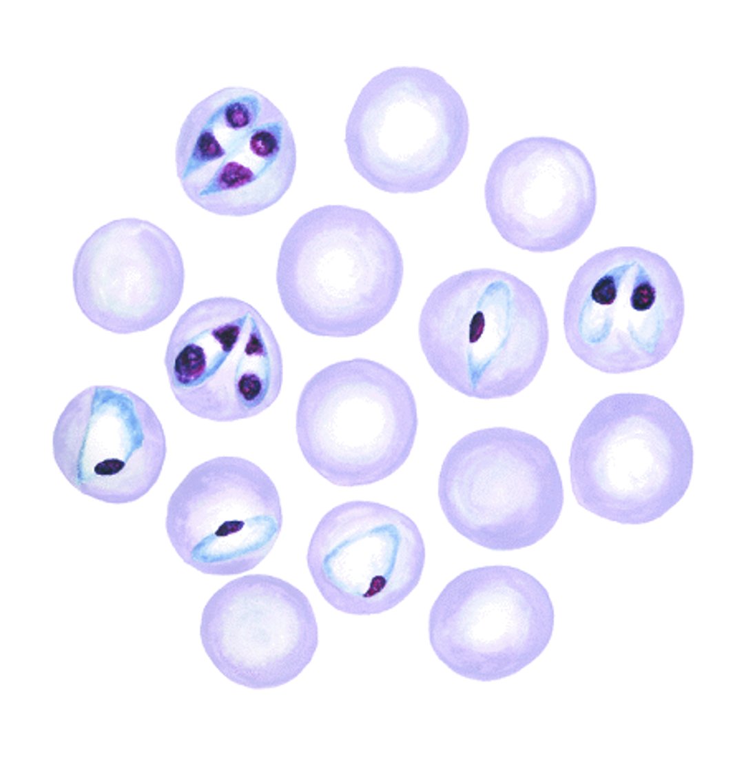 <i >Babesia bigemina</i>–infected erythrocytes