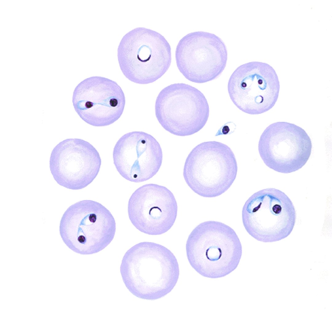 <i >Babesia bovis</i>, eritrocitos infectados