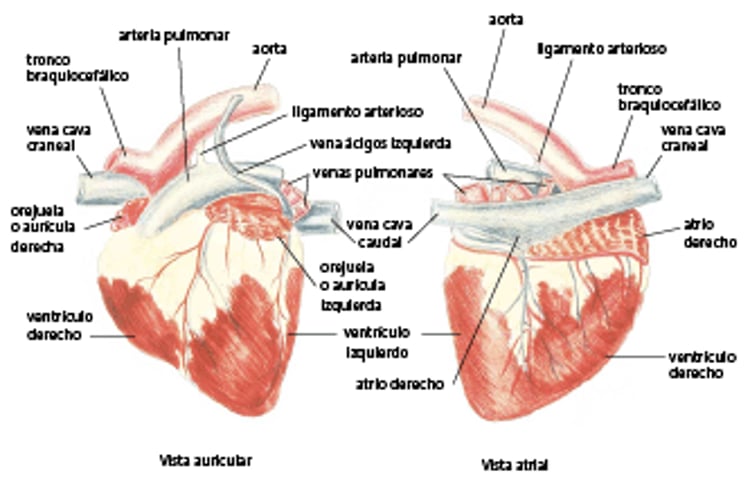 Corazón, vaca