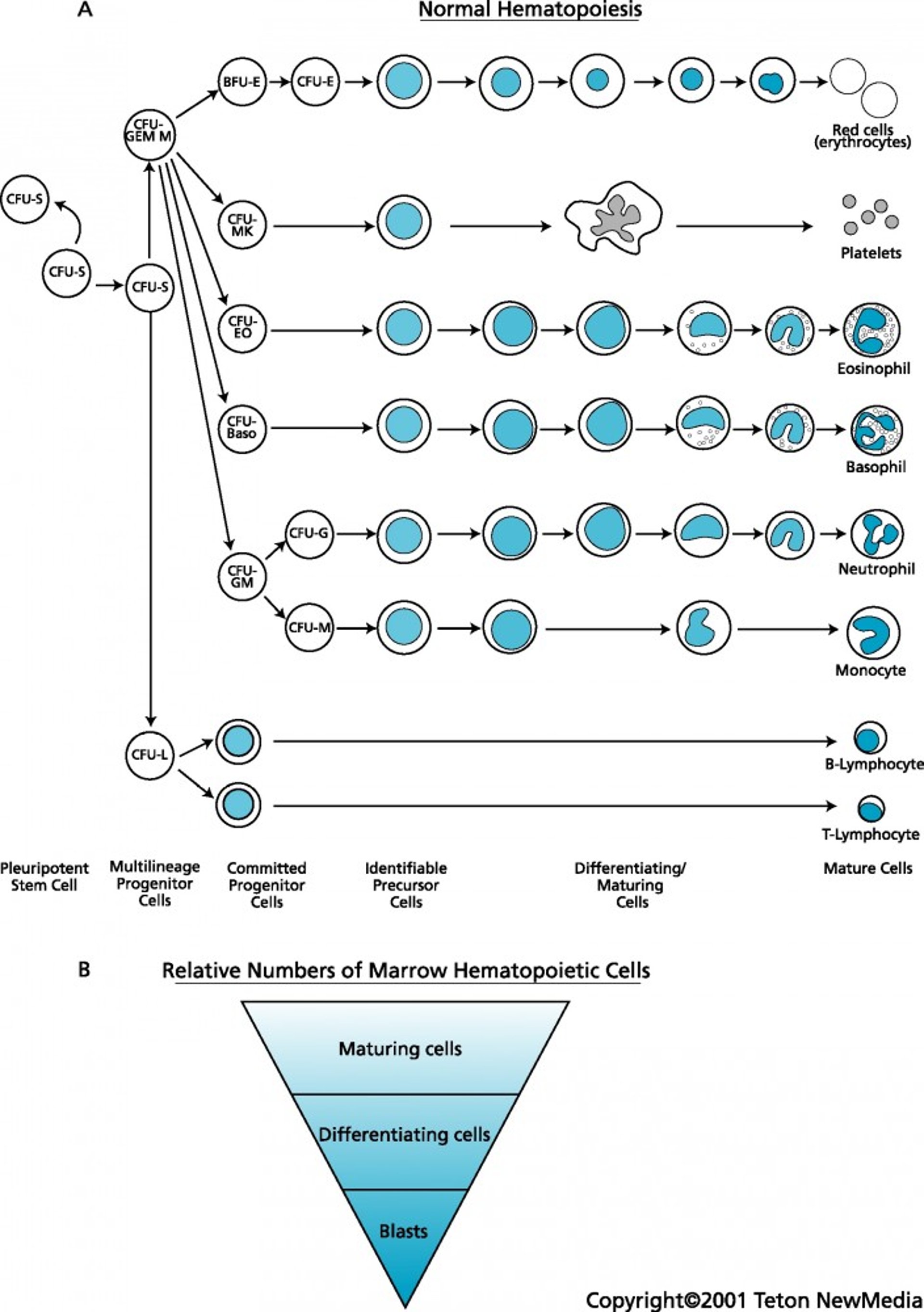 Normal hematopoiesis