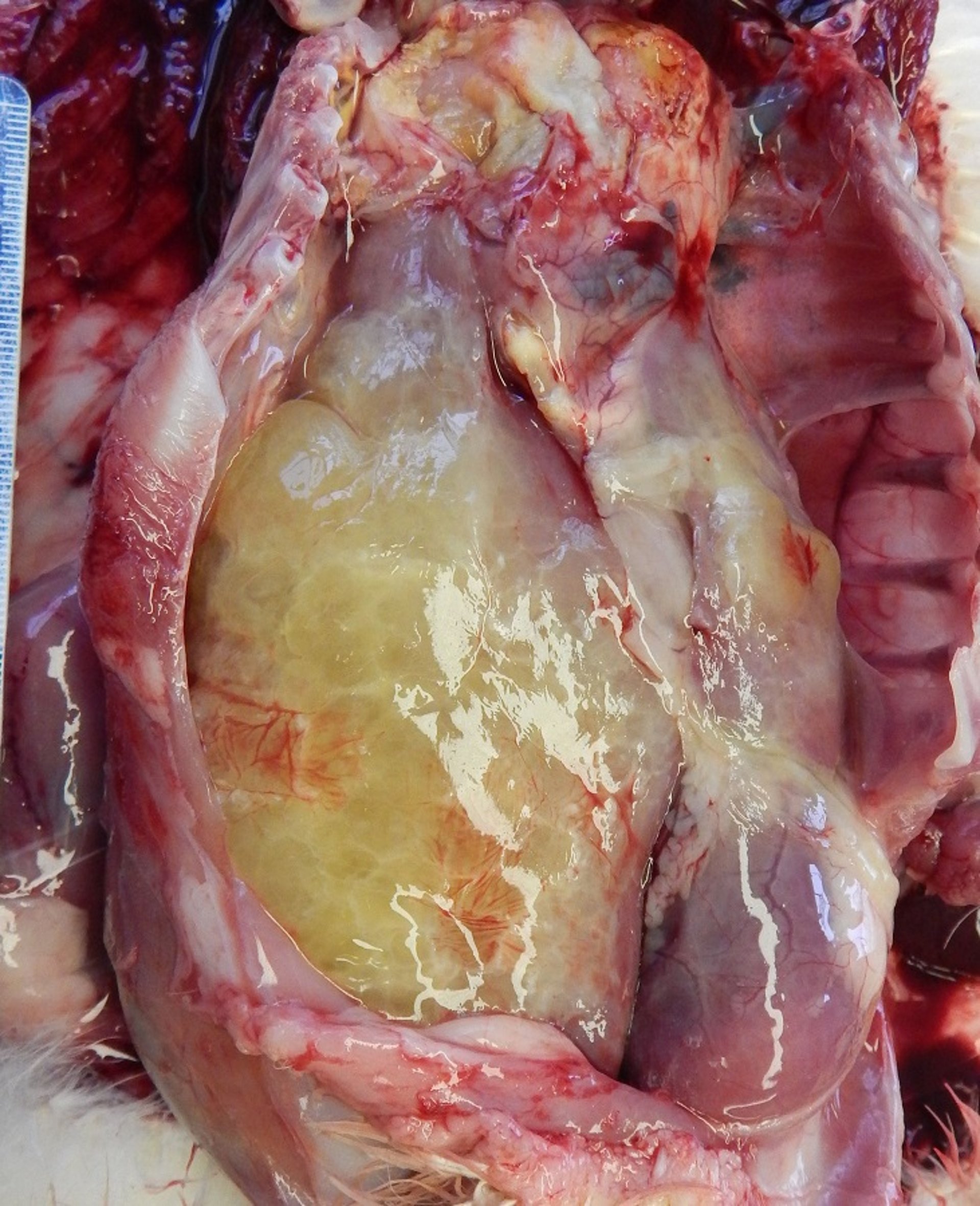 Classic fibrinous capsular hepatitis and pericarditis caused by <i >Riemerella anatipestifer</i> infection in young Pekin duckling